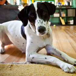 DogWatch Northwest, Tacoma, Washington | Indoor Pet Boundaries Contact Us Image