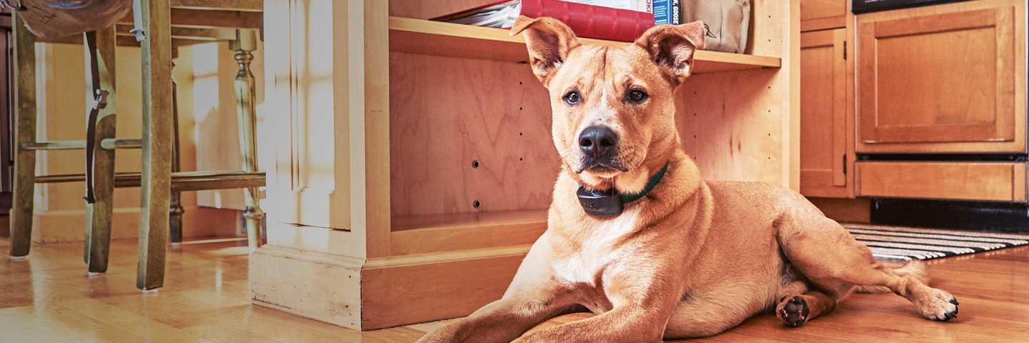 DogWatch Northwest, Tacoma, Washington | Indoor Pet Boundaries Slider Image