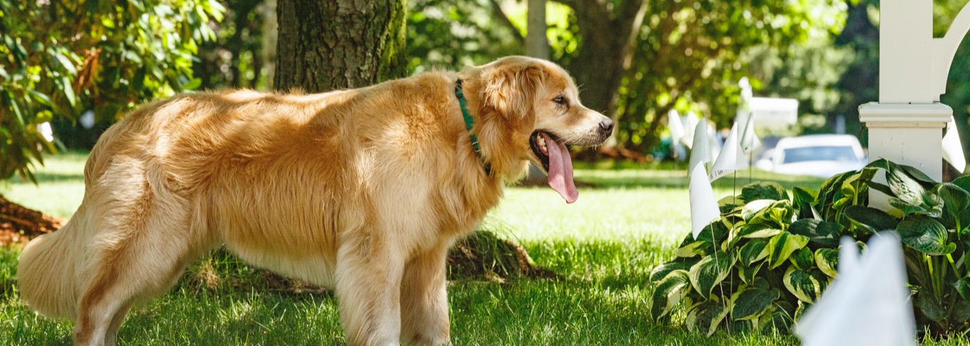 DogWatch Northwest, Tacoma, Washington | Outdoor Hidden Dog Fences Slider Image