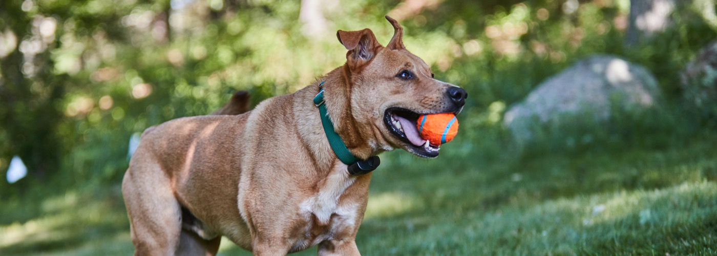 DogWatch Northwest, Tacoma, Washington | ProFenceX™ Slider Image